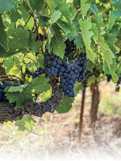 Bio_Agiorgitiko_Athanasiou_Nemea