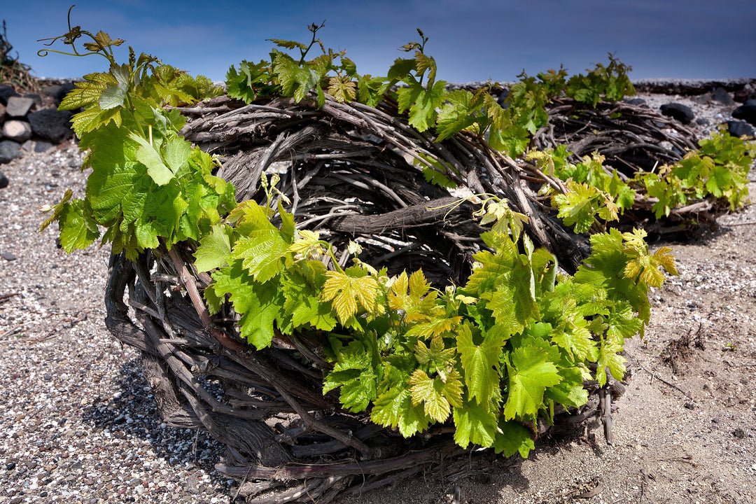 THE VOLCANIC WINES OF SANTORINI 🌋🌊🍇