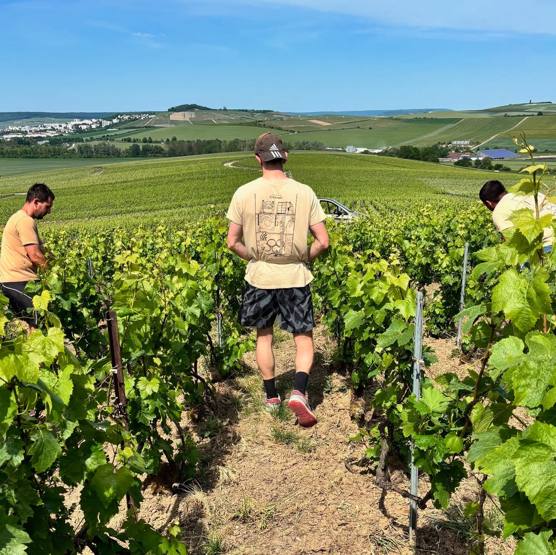 Champagne Chavost Vineyard